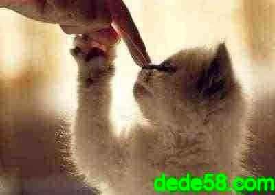 QQ�ռ��ͼ��˵˵4