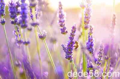 ���ڰ���Ķ̾䣺һ����ֻ��һ���ˣ���������