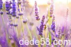 <b>���ڰ���Ķ̾䣺һ����ֻ��һ���ˣ���������</b>