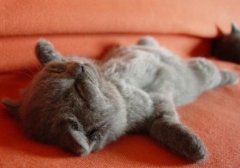 ����QQ˵˵�����ܳɼ�����ҲҪЦ�Ĳ��ã������һ