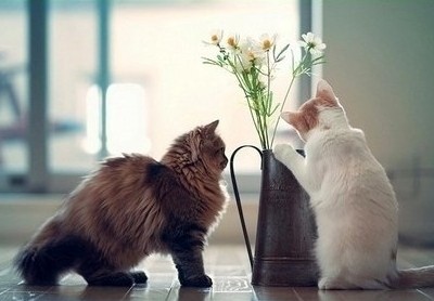 <b>��Ц˵˵��ͼƬ���±�����Ҫ����У�˭�۸����Ҿ���</b>