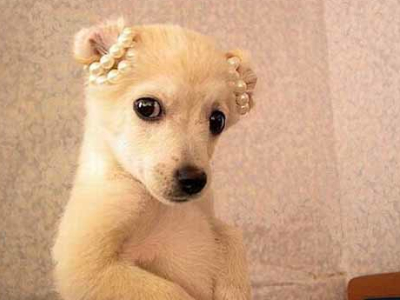 ��Ȥ��QQ˵˵��ȫ��˧�и�ƨ�ã���ͷ�������Ǳ����